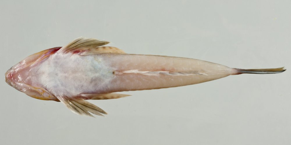 Callionymus lyra Linnaeus, 1758